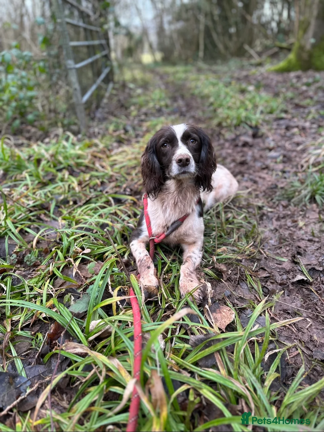English Springer Spaniel dogs for sale: KC registered springer spaniel puppies  - Advert 2