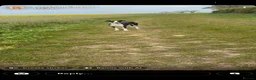 Lurcher dogs for sale: saluki collie grays  in Spennymoor - Advert 1