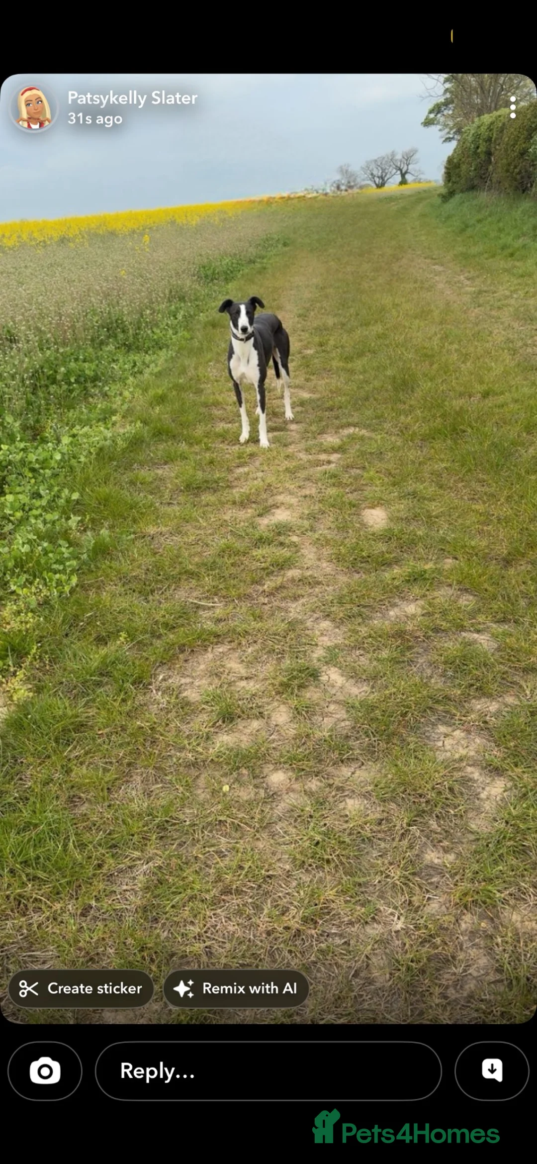 Lurcher dogs for sale: saluki collie grays  in Spennymoor - Advert 1