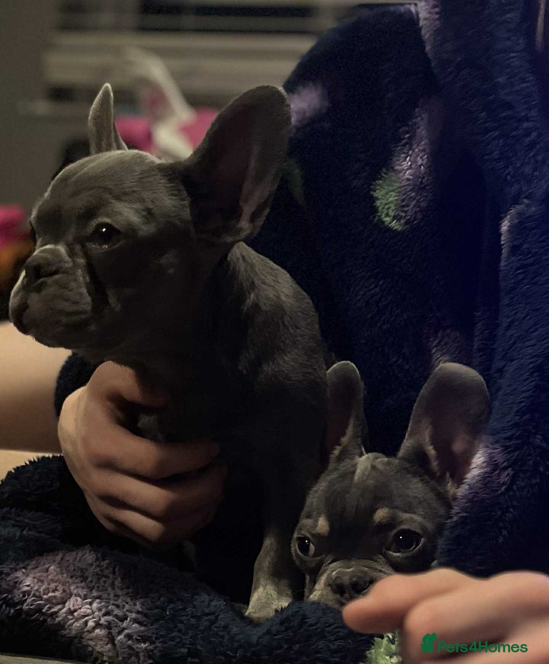 French Bulldog dogs for sale: KC Registered Lilac & Tan French Bulldog Puppies  - Advert 8
