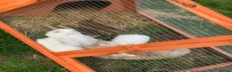 Mixed Breed rabbits for sale: Rabbits - Advert 6