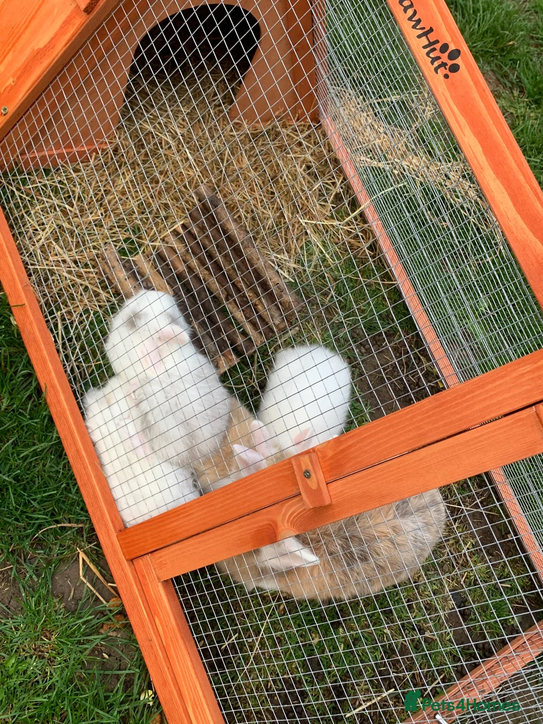 Mixed Breed rabbits for sale: Rabbits - Advert 6