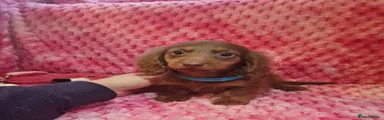Miniature Dachshund 1