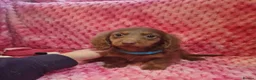 Miniature Dachshund dogs for sale: Miniture dachshund puppies  - Advert 15