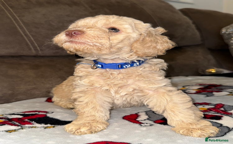 Labradoodle dogs - Advert 9