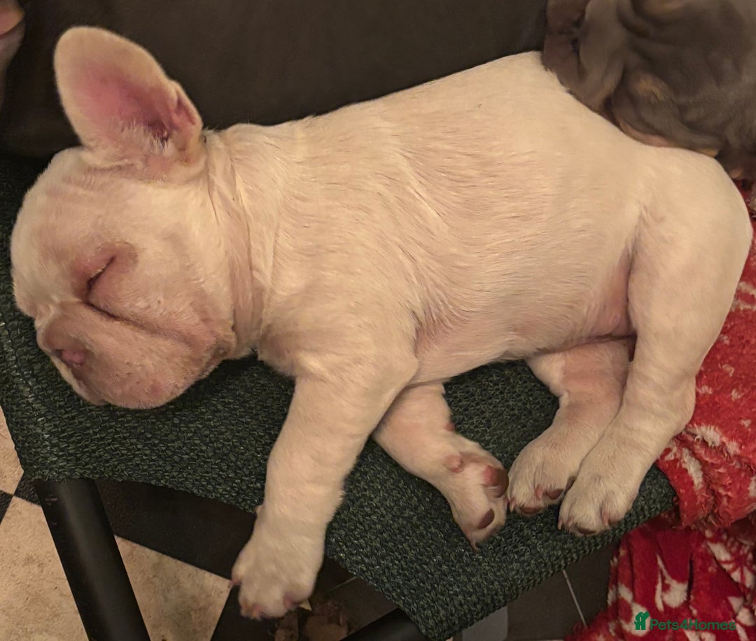 French Bulldog dogs for sale: Isabella wrapped in cream, fluffy carrier - Image 5