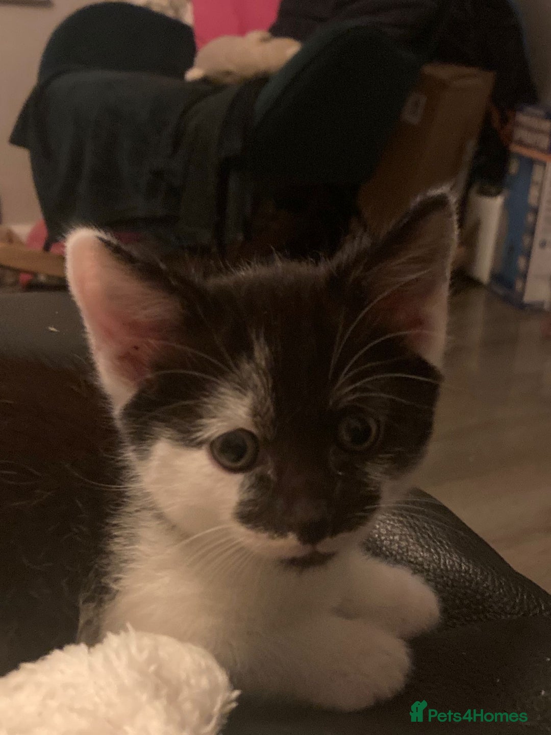 Mixed Breed cats for sale: 4 Gorgeous little boys  - Image 20