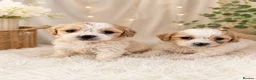 Cavachon dogs for sale: ⭐️ Outstanding Cavachon Puppies ⭐️ in Southampton - Advert 2
