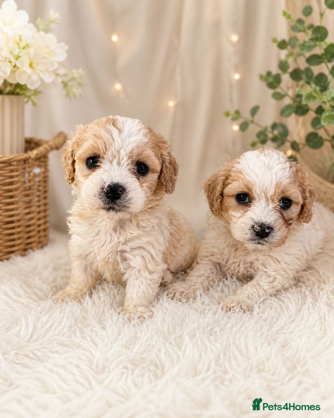 Cavachon dogs for sale: ⭐️ Outstanding Cavachon Puppies ⭐️ in Southampton - Advert 2