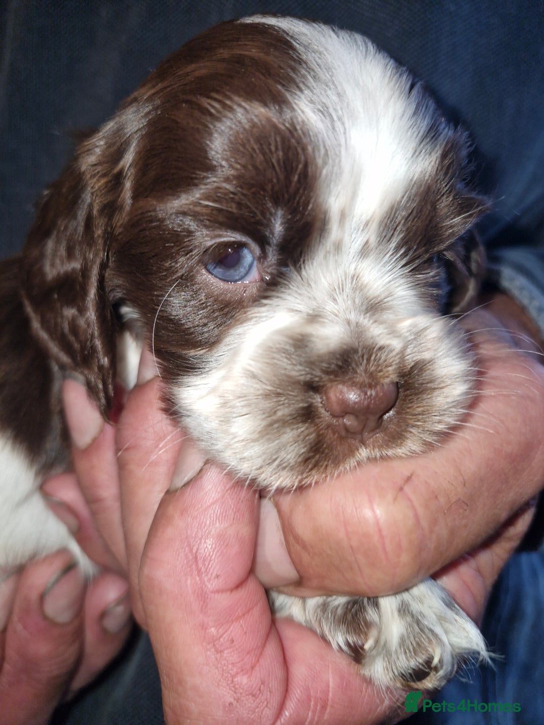 Cockalier dogs for sale: Stunning girls. DNA health tested parents  - Image 15