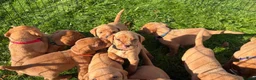 Labrador Retriever dogs for sale: Kc fox red Labrador puppy’s  - Advert 13