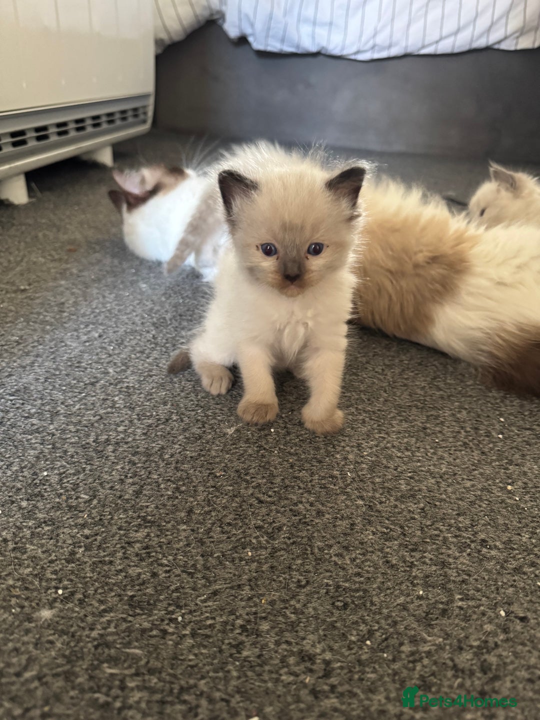 Ragdoll cats for sale: 2x Pair of Ragdol kittens Taunton local homes only - Image 5