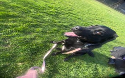Labrador Retriever dogs for sale: 16 month old female Labrador retriever for sale - Image 1