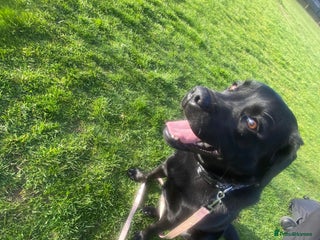 Labrador Retriever dogs - Advert 21