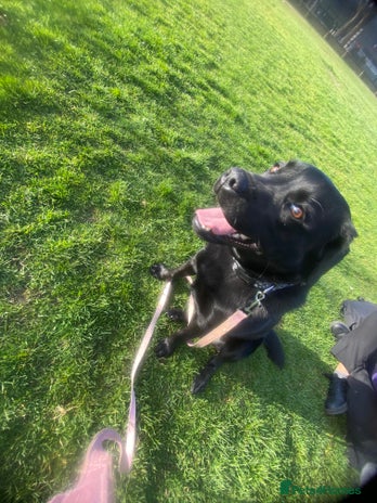 Labrador Retriever dogs - Advert 1