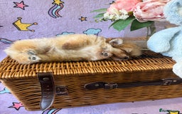 Mixed Breed dogs for sale: Maltipom  - Advert 5