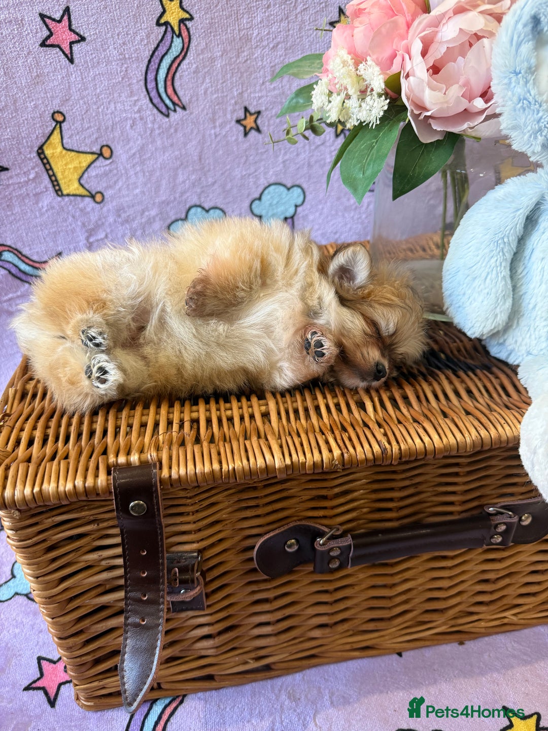 Mixed Breed dogs for sale: Maltipom  - Advert 5