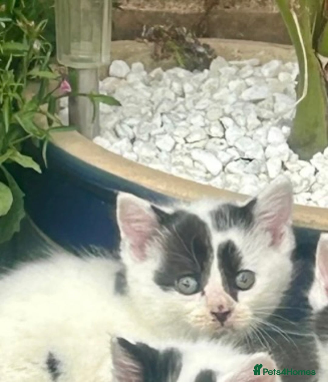 Mixed Breed cats for sale: Last male , Ready now, Kitten £75  - Image 1