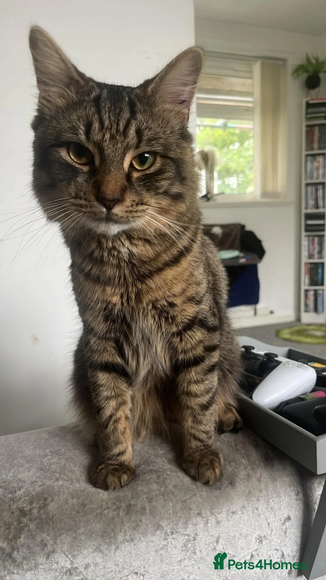 Mixed Breed cats for sale: Patrick and Ruben  - Advert 4