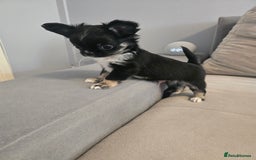 Chihuahua dogs for sale: Chihuahua puppies  - Image 1