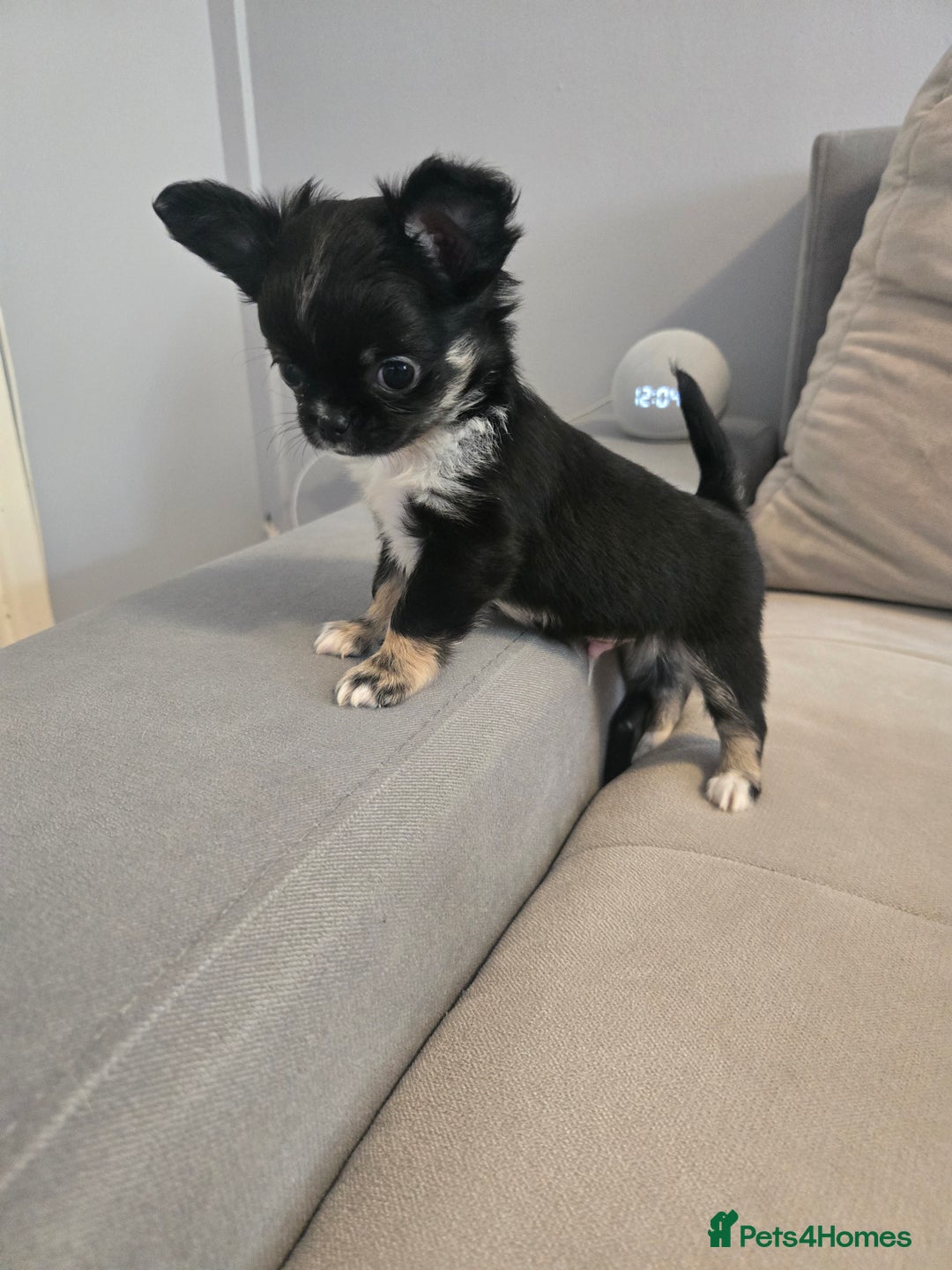 Chihuahua dogs for sale: Chihuahua puppies  - Image 1