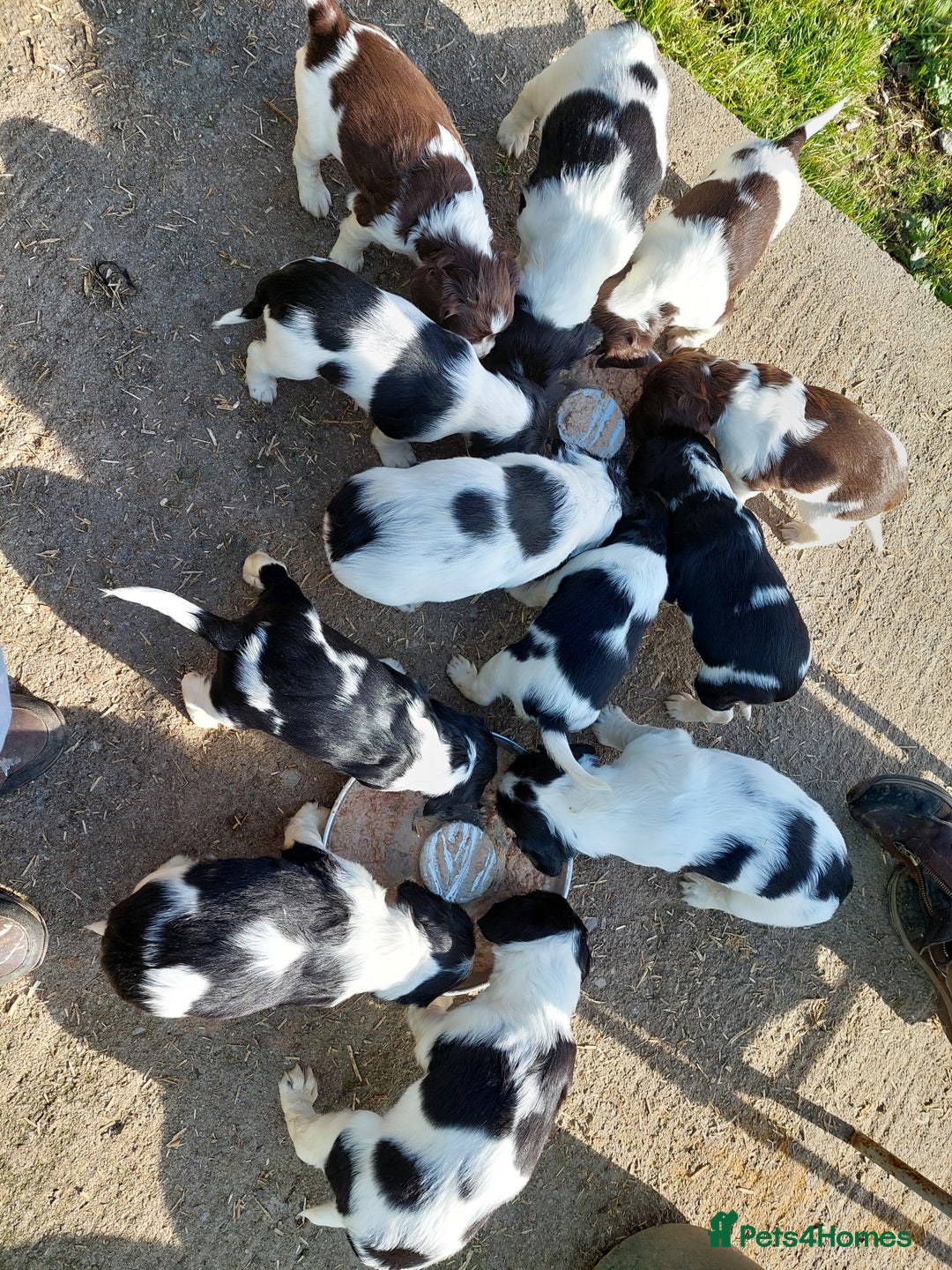 English Springer Spaniel dogs for sale: Quality Spaniel Litter at Sandaharr  - Image 22