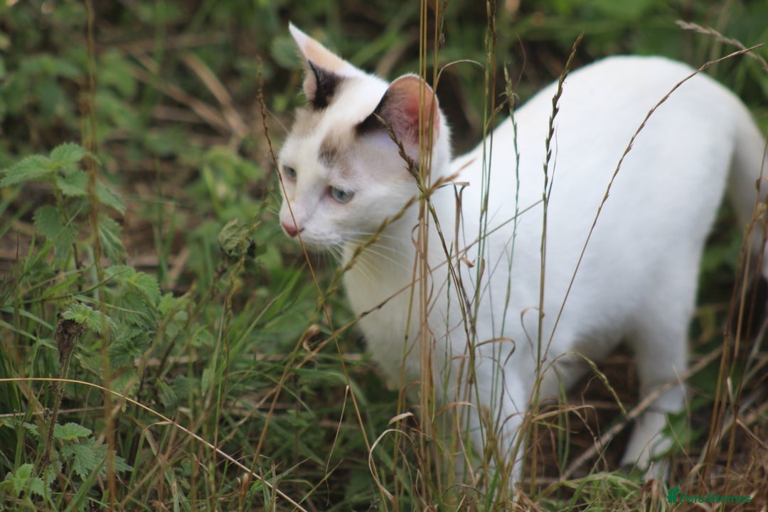 Siamese cats for adoption: Siamese cross and Tortoiseshell sister - Image 8