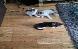 Persian cats for sale: Persian kitten for sale. - Image 7