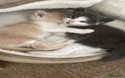 Mixed Breed cats for sale: Beautiful half britishshorthaired - Image 23