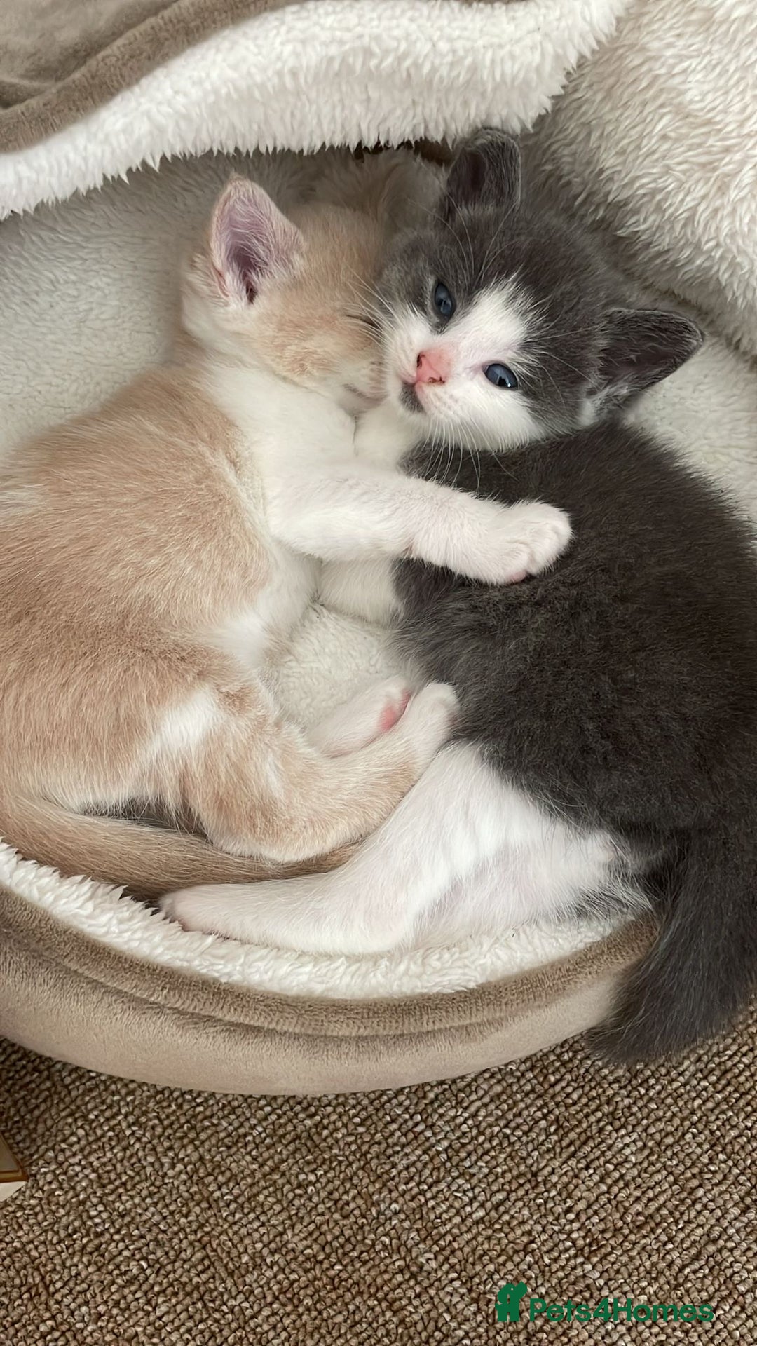 Mixed Breed cats for sale: Beautiful half britishshorthaired - Image 23