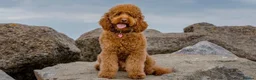 Labradoodle dogs for sale: One Gorgeous Labradoodle Male Puppy - Advert 18