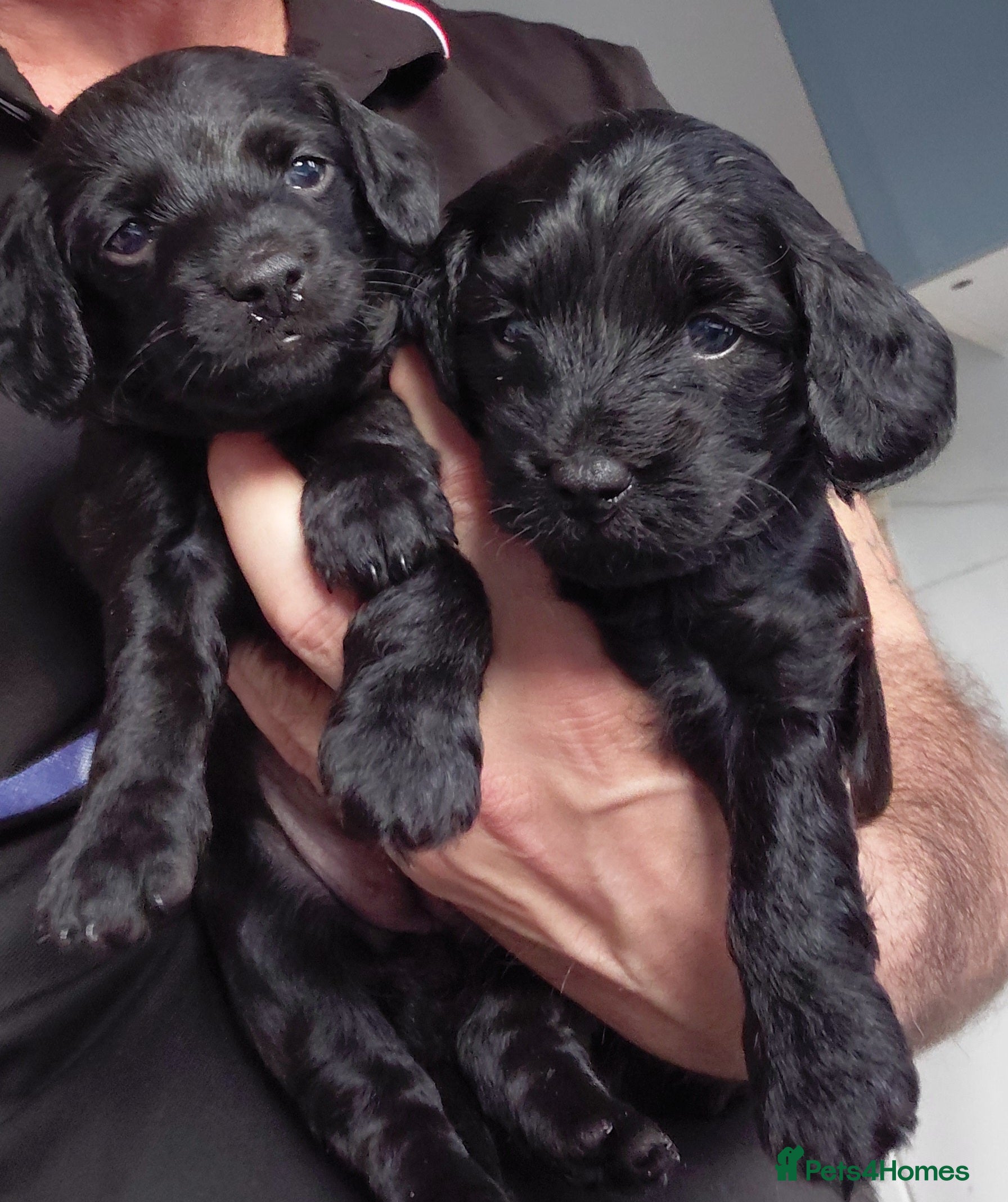 Mixed Breed dogs Doxiepoo =dachshund x poodle - Advert 5