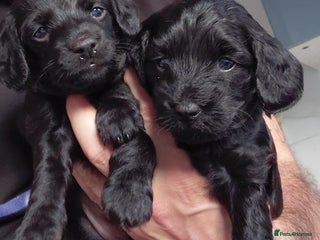 Mixed Breed dogs Doxiepoo =dachshund x poodle - Advert 5