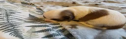 Shihpoo dogs for sale: Shitzu cross shihpoo 2puppies for sale  - Advert 9