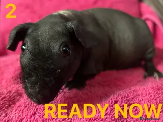 Guinea Pig rodents Skinny Pig Boars. - Advert 6