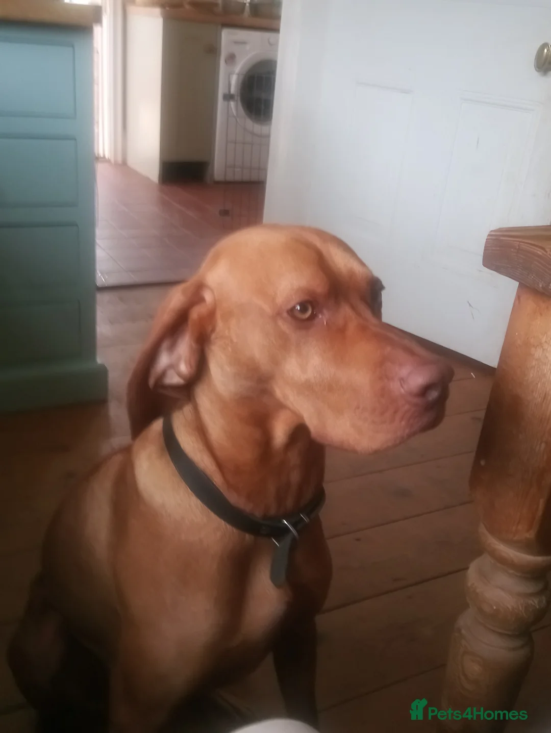 Hungarian Vizsla dogs for stud: Proven Hungarian Vizsla Stud Dog in Badminton - Advert 12