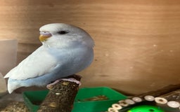 Budgerigars birds for sale: Two Budgie Hen Chicks Ready Soon  - Image 1