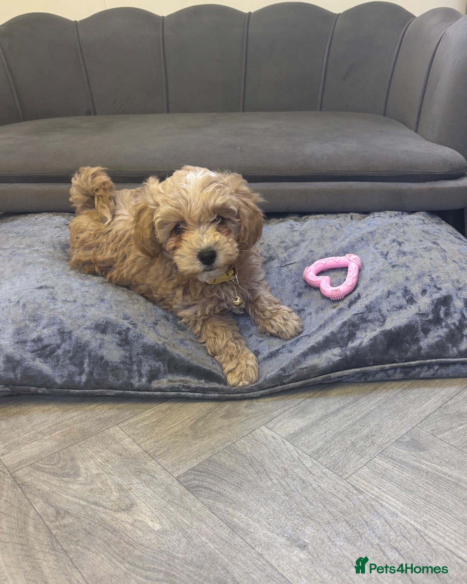 Poochon dogs Ready now Stunning Poochon Pups - Advert 1