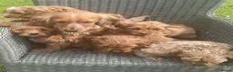 Cockapoo dogs for sale: Adorable cockerpoos puppies - Advert 7