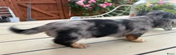 Miniature Dachshund dogs for sale:  Adorable Miniature Dachshund Puppies - Advert 29
