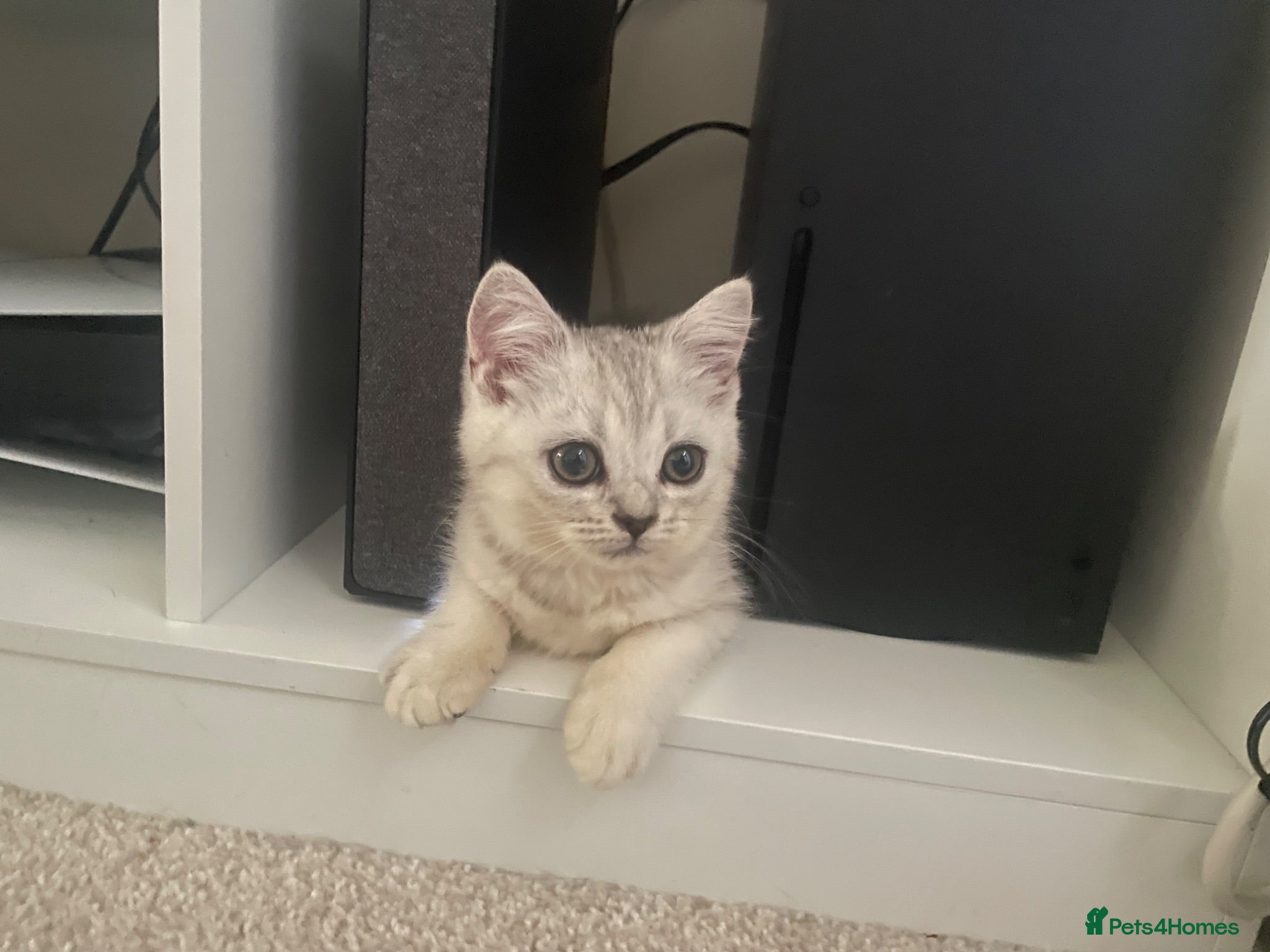 British Shorthair cats British Blue Shorthair Silver Tabby kittens - Advert 1