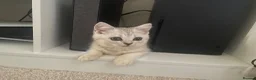 British Shorthair cats for sale: British Blue Shorthair Silver Tabby kittens - Advert 11