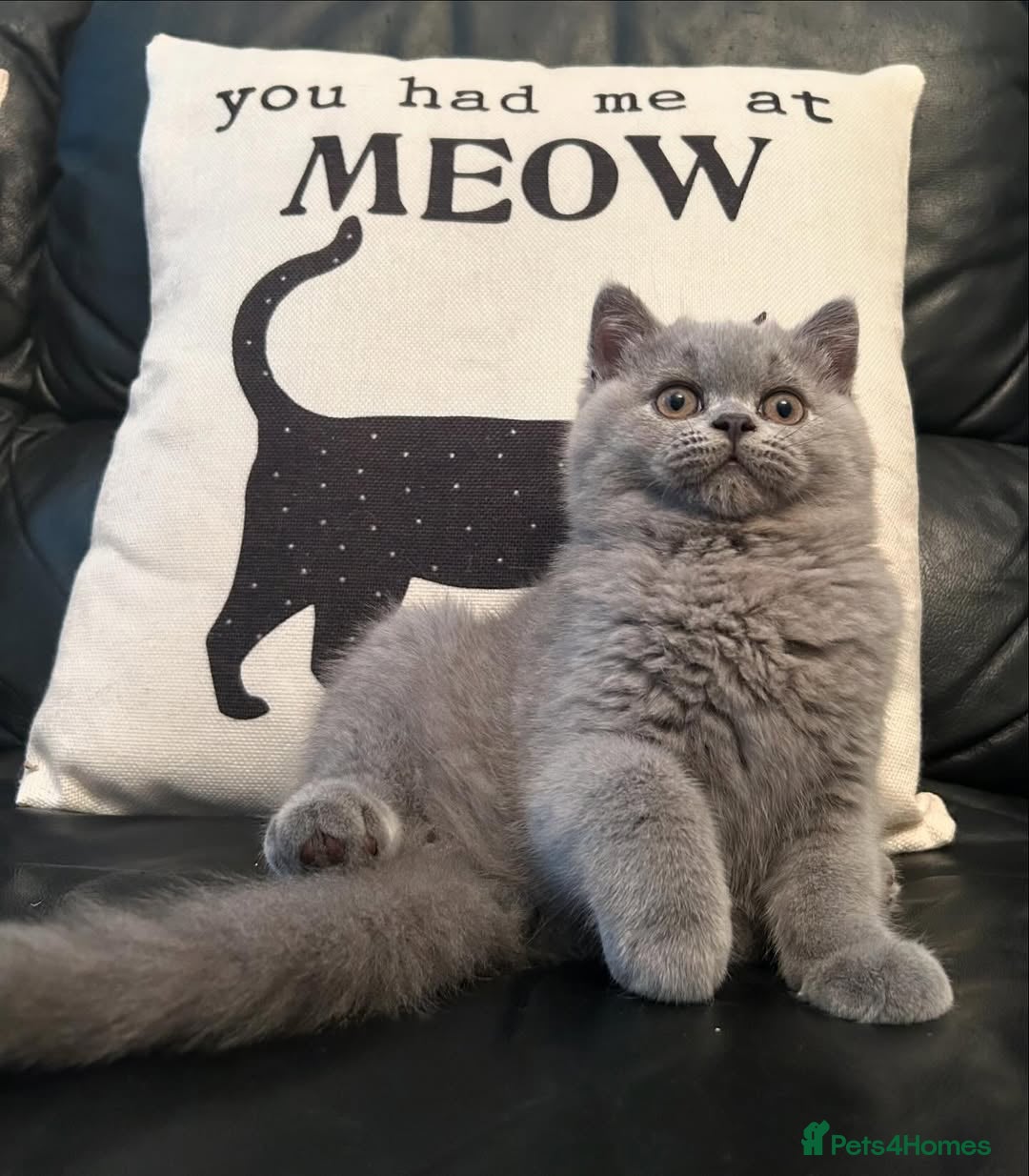 British Shorthair cats for sale: ⚡️🔥British 🔥shorthair kittens 😸  - Image 3