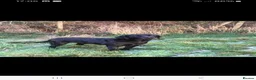 Labrador Retriever dogs for sale: Labrador pups  - Advert 7