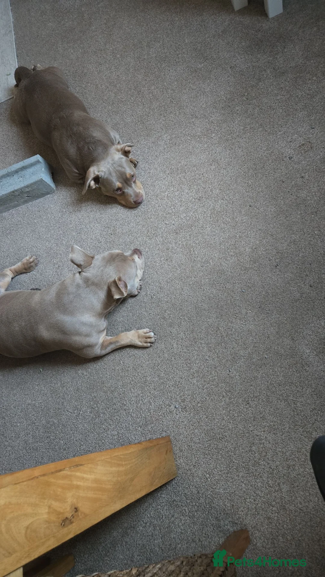 American Bully dogs for sale: American pocket bully in Ferndale - Advert 4
