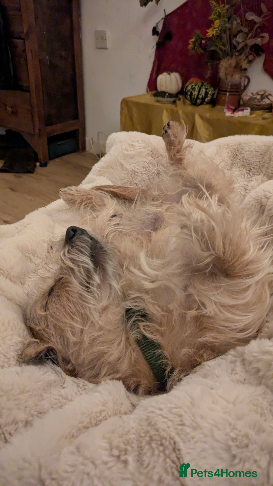 Jack Russell dogs for sale: Rough haired jack russel  - Advert 3