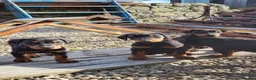Dobermann dogs for sale: Doberman puppies in Ellon - Advert 6