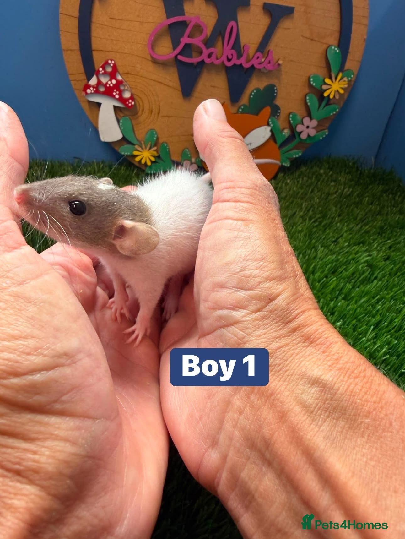Rat rodents Baby Dwarf Rat Rats Males Females  - Advert 1