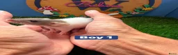 Rat rodents for sale: Baby Dwarf Rat Rats Males Females  - Advert 1