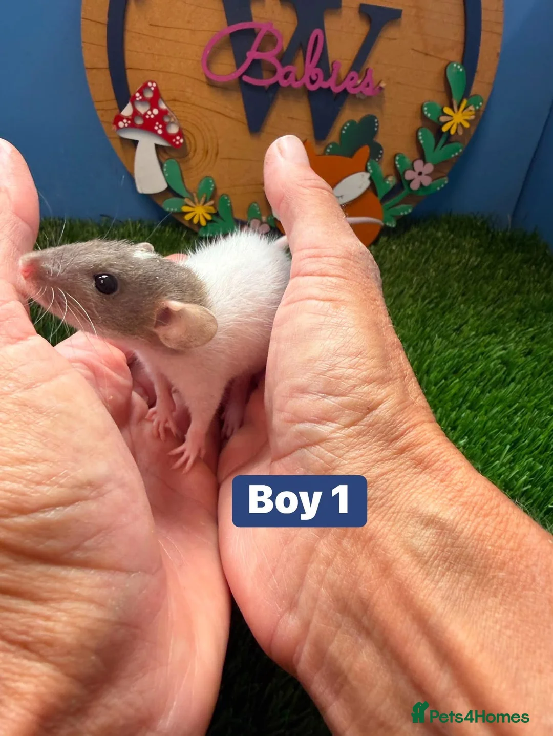 Rat rodents for sale: Baby Dwarf Rat Rats Males Females  - Advert 1